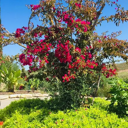 La Senhora Oliveiras Apartmán *